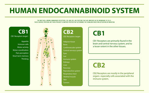 CBD Research & The Best Ways to Consume It: A Comprehensive Guide
